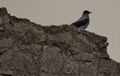 Ворона на внешней оборонительной стене Кафы (Феодосия).jpg